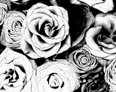 Colors Converted To Light Gray Scale - 2
