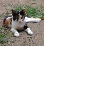 Before image enlarge