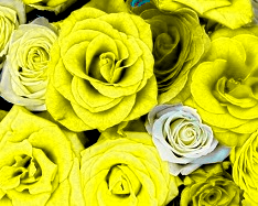 Maximum Green Color Increase