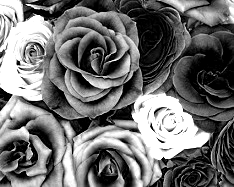 Dark Gray Shades