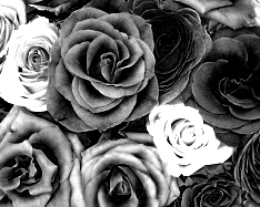Colors Converted To Dark Gray Shades - 3