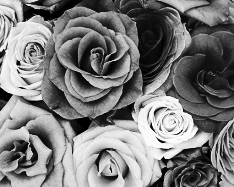 grey scale picture
