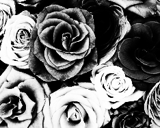 gray scale picture